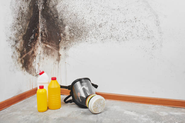 Best Health and Safety Mold Remediation in Franklin Grove, IL