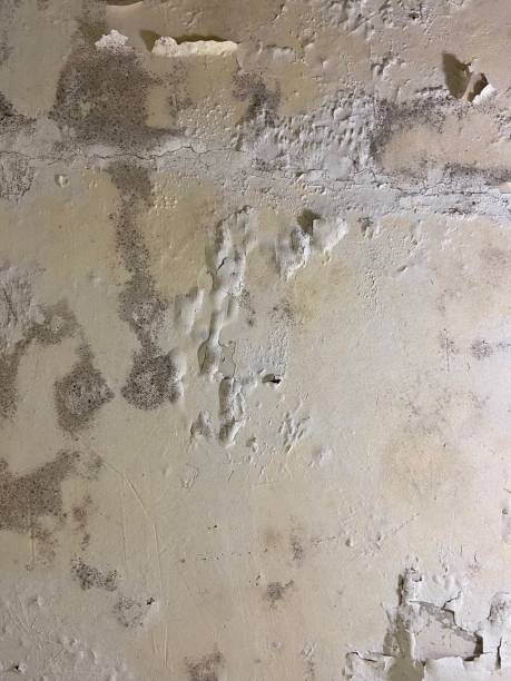 Reliable Franklin Grove, IL Mold Remediation Solutions